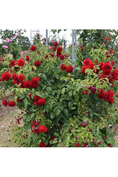 Троянда Бельканто у ландшафтному дизайні